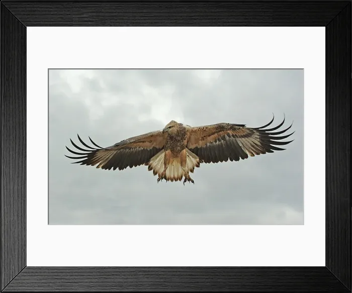 Framed Print : Young sea-eagle, K I, SA Framed Print : Young sea-eagle, K I, SA