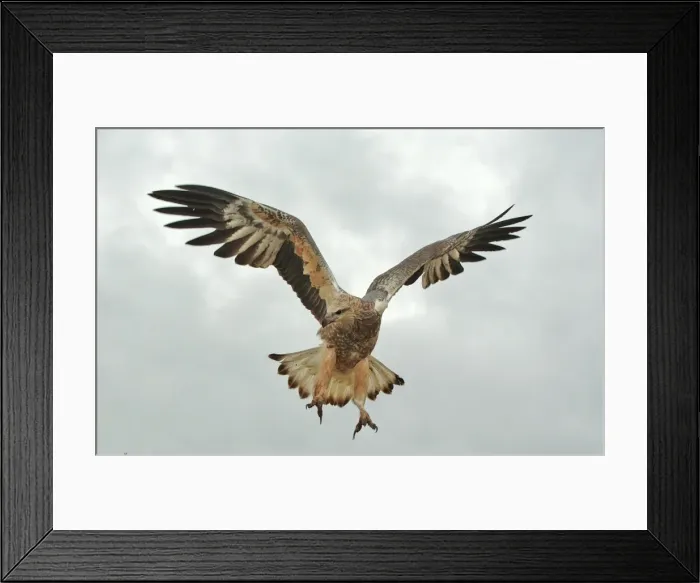 Framed Print : Young sea-eagle, K I, SA
