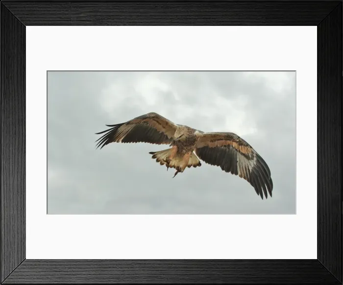 Framed Print : Young sea-eagle, K I, SA Framed Print : Young sea-eagle, K I, SA