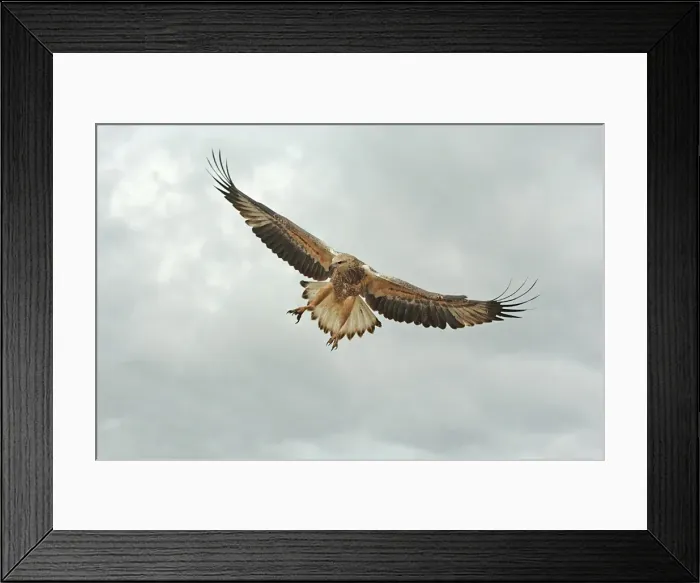 Framed Print : Young sea-eagle, K I, SA Framed Print : Young sea-eagle, K I, SA