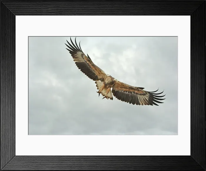 Framed Print : Young sea-eagle, K I, SA Framed Print : Young sea-eagle, K I, SA