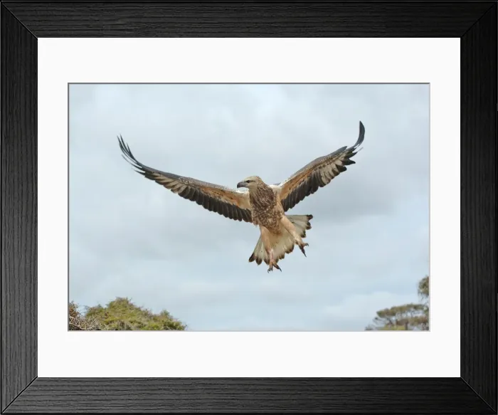 Framed Print : Young sea-eagle, K I, SA Framed Print : Young sea-eagle, K I, SA