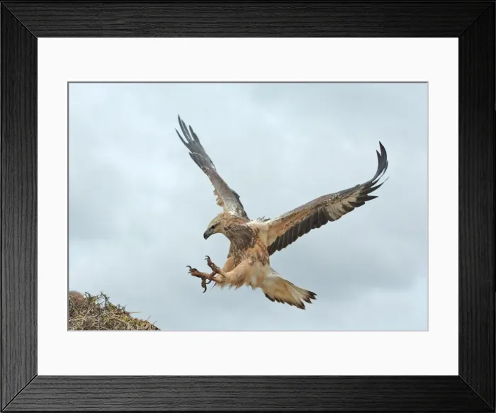Framed Print : Young sea-eagle, K I, SA Framed Print : Young sea-eagle, K I, SA