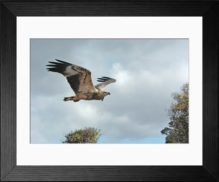 Framed Print : Young sea-eagle, K I, SA Framed Print : Young sea-eagle, K I, SA