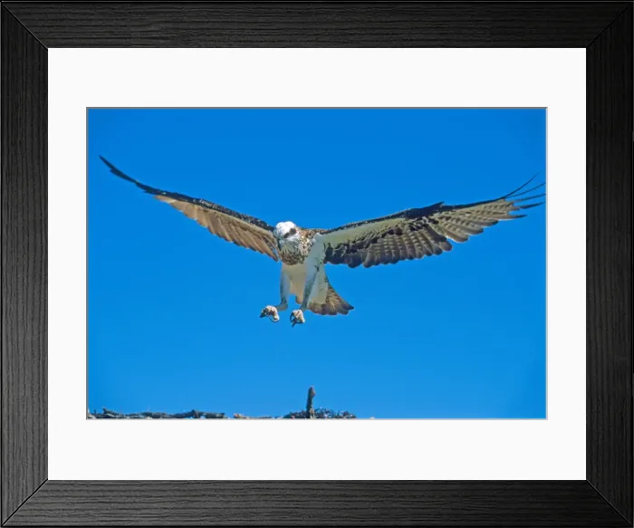 Framed Print : Osprey, KI, SA Framed Print : Osprey, KI, SA