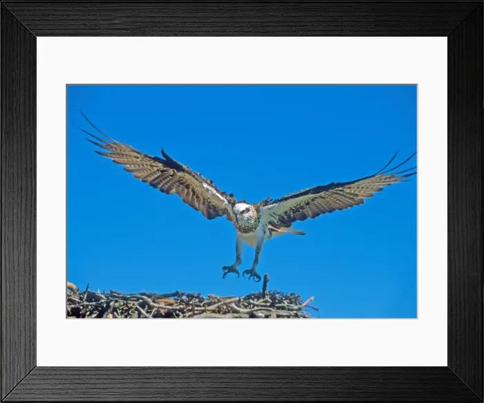 Framed Print : Osprey, KI, SA Framed Print : Osprey, KI, SA