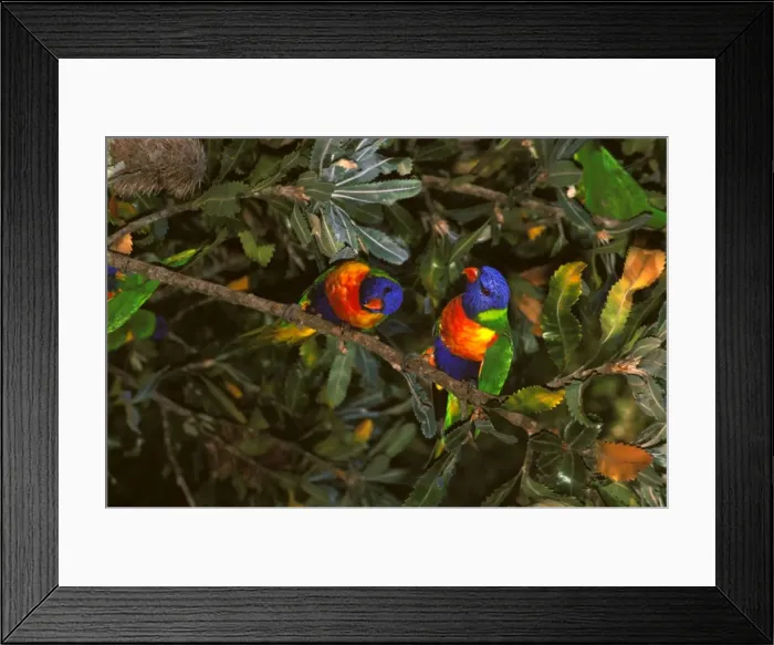 Framed Print : Rainbow lorikeet feeding on Banksia (Banksia serrata) flowers