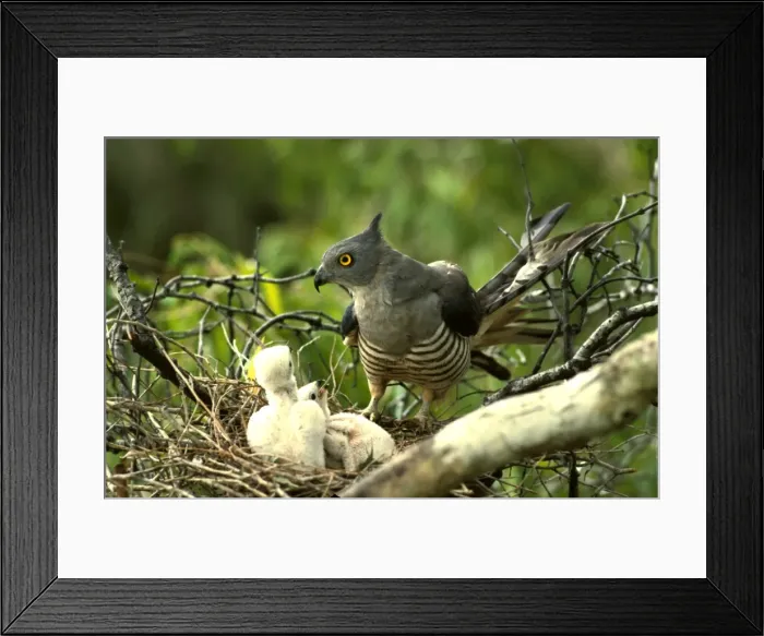 Framed Print : Pacific baza at nest with chicks Framed Print : Pacific baza at nest with chicks