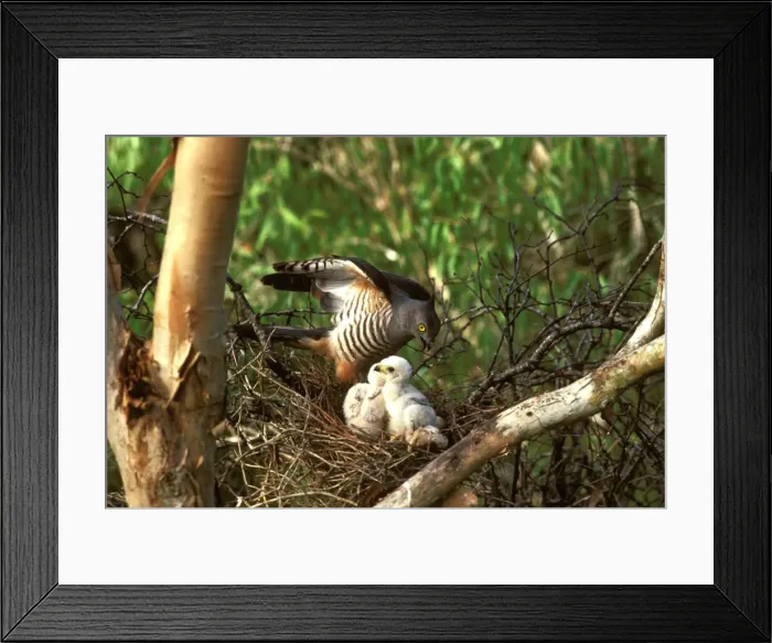 Framed Print : Pacific baza at nest with chicks Framed Print : Pacific baza at nest with chicks