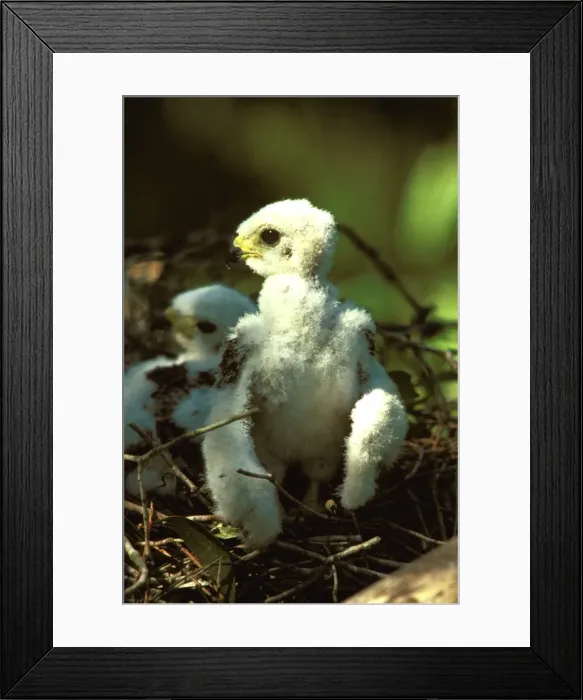 Framed Print : Pacific baza chick at nest Framed Print : Pacific baza chick at nest
