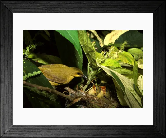Framed Print : DWD00008. AUS-540. Yellow honeyeater feeding chicks. Framed Print : DWD00008. AUS-540. Yellow honeyeater feeding chicks.