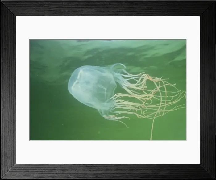 Framed Print : Box jellyfish Framed Print : Box jellyfish