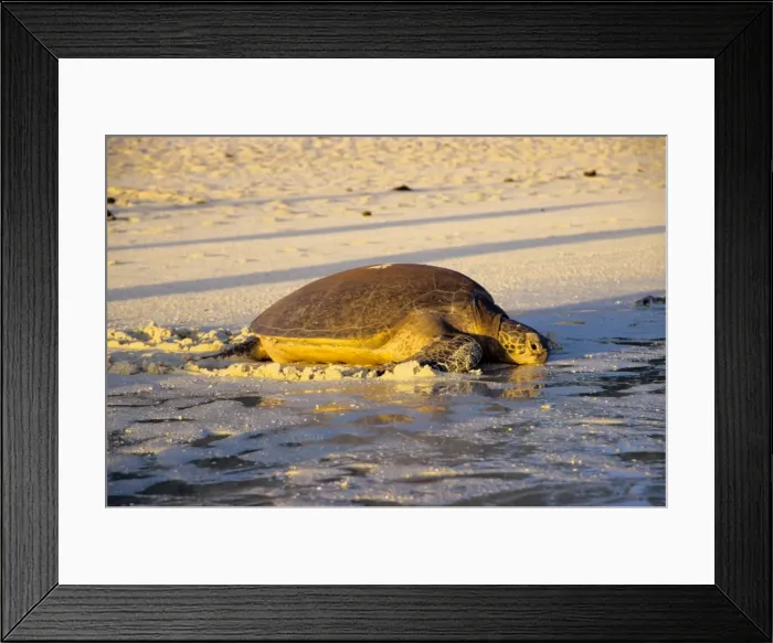 Framed Print : Every summer, female green sea turtles (Chelonia mydas) return to their natal beach to lay eggs. This female is making the laborious journey back to the water after a hard night's work laying Framed Print : Every summer, female green sea turtles (Chelonia mydas) return to their natal beach to lay eggs. This female is making the laborious journey back to the water after a hard night's work laying