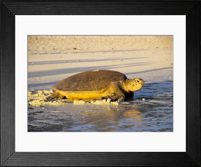 Framed Print : Every summer, female green sea turtles (Chelonia mydas) return to their natal beach to lay eggs. This female is making the laborious journey back to the water after a hard night's work laying Framed Print : Every summer, female green sea turtles (Chelonia mydas) return to their natal beach to lay eggs. This female is making the laborious journey back to the water after a hard night's work laying