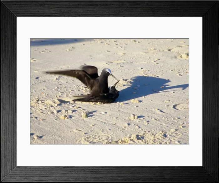 Framed Print : Every summer, Heron Island explodes with populations of breeding sea birds. The most common species is the black noddy (Anous minutus) seen here mating. Heron Island, Great Barrier Reef, Queensland, Australia Framed Print : Every summer, Heron Island explodes with populations of breeding sea birds. The most common species is the black noddy (Anous minutus) seen here mating. Heron Island, Great Barrier Reef, Queensland, Australia