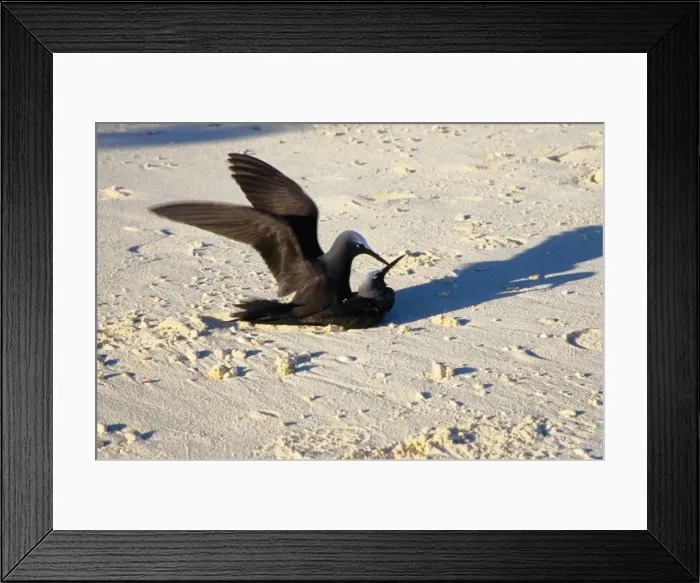 Framed Print : Every summer, Heron Island explodes with populations of breeding sea birds. The most common species is the black noddy (Anous minutus) seen here mating. Heron Island, Great Barrier Reef, Queensland, Australia Framed Print : Every summer, Heron Island explodes with populations of breeding sea birds. The most common species is the black noddy (Anous minutus) seen here mating. Heron Island, Great Barrier Reef, Queensland, Australia