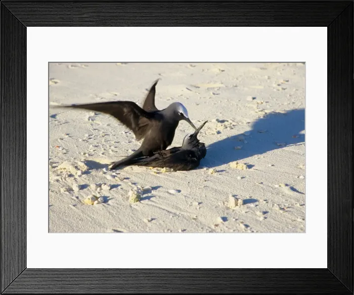 Framed Print : Every summer, Heron Island explodes with populations of breeding sea birds. The most common species is the black noddy (Anous minutus) seen here mating. Heron Island, Great Barrier Reef, Queensland, Australia Framed Print : Every summer, Heron Island explodes with populations of breeding sea birds. The most common species is the black noddy (Anous minutus) seen here mating. Heron Island, Great Barrier Reef, Queensland, Australia