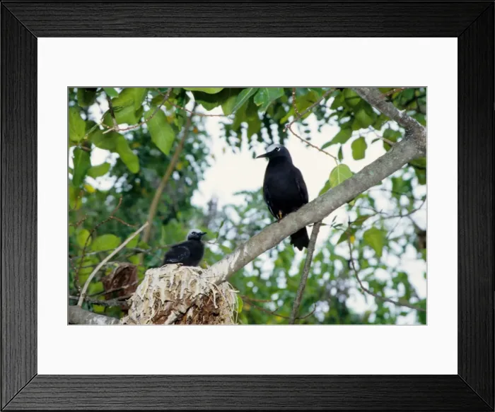 Framed Print : Every summer, Heron Island explodes with populations of breeding sea birds. The most common species is the black noddy (Anous minutus) seen here with a chick. Heron Island, Great Barrier Reef, Queensland, Australia Framed Print : Every summer, Heron Island explodes with populations of breeding sea birds. The most common species is the black noddy (Anous minutus) seen here with a chick. Heron Island, Great Barrier Reef, Queensland, Australia