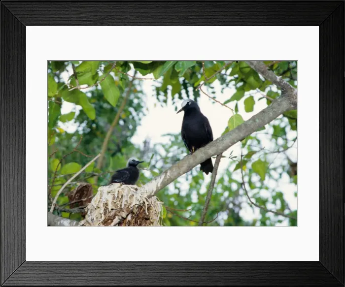 Framed Print : Every summer, Heron Island explodes with populations of breeding sea birds. The most common species is the black noddy (Anous minutus) seen here with a chick. Heron Island, Great Barrier Reef, Queensland, Australia Framed Print : Every summer, Heron Island explodes with populations of breeding sea birds. The most common species is the black noddy (Anous minutus) seen here with a chick. Heron Island, Great Barrier Reef, Queensland, Australia