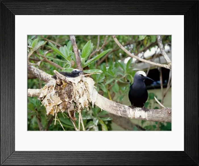 Framed Print : Every summer, Heron Island explodes with populations of breeding sea birds. The most common species is the black noddy (Anous minutus) seen here with a chick. Heron Island, Great Barrier Reef, Queensland, Australia Framed Print : Every summer, Heron Island explodes with populations of breeding sea birds. The most common species is the black noddy (Anous minutus) seen here with a chick. Heron Island, Great Barrier Reef, Queensland, Australia