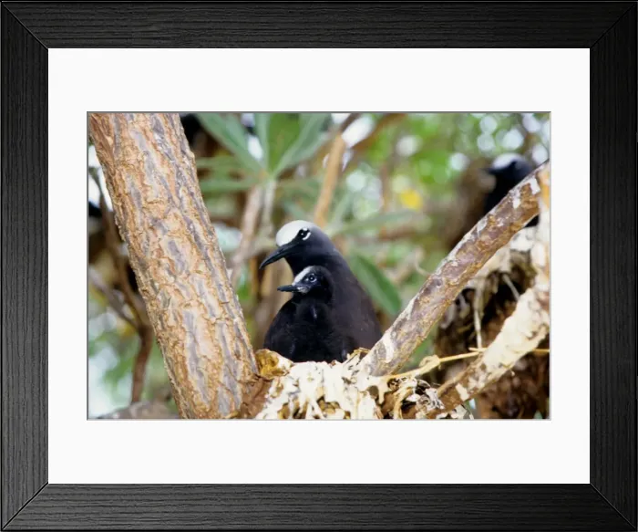 Framed Print : Every summer, Heron Island explodes with populations of breeding sea birds. The most common species is the black noddy (Anous minutus) seen here with a chick. Heron Island, Great Barrier Reef, Queensland, Australia