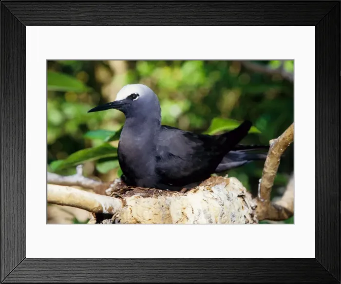 Framed Print : Every summer, Heron Island explodes with populations of breeding sea birds. The most common species is the black noddy (Anous minutus) seen here sitting on its eggs. Heron Island, Great Barrier Reef, Queensland, Australia Framed Print : Every summer, Heron Island explodes with populations of breeding sea birds. The most common species is the black noddy (Anous minutus) seen here sitting on its eggs. Heron Island, Great Barrier Reef, Queensland, Australia