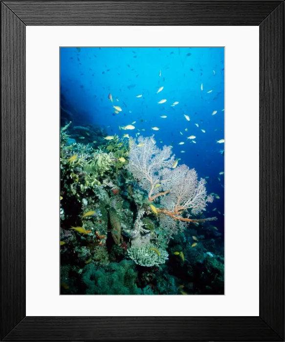 Framed Print : Coral reef scene with threadfin anthias (Pseudanthias huchtii) and blue-spotted rockcod (Cephalopholis cyanstigma) among sea fans (Order Gorgonacea) and other corals. Ribbon Reef Number 10, Great Barrier Reef Marine Park, Queensland, Australia Framed Print : Coral reef scene with threadfin anthias (Pseudanthias huchtii) and blue-spotted rockcod (Cephalopholis cyanstigma) among sea fans (Order Gorgonacea) and other corals. Ribbon Reef Number 10, Great Barrier Reef Marine Park, Queensland, Australia