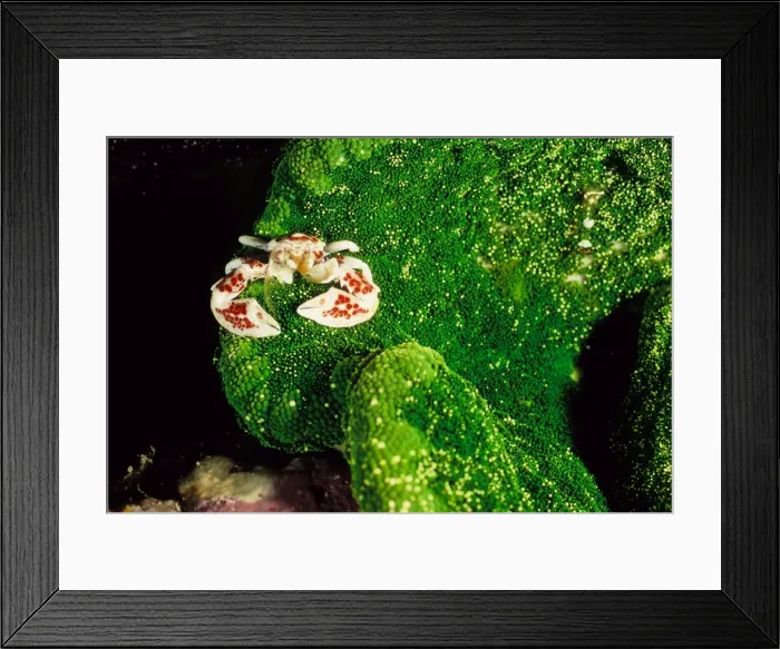 Framed Print : Spotted porcelain crab (Neopetrolisthes maculata) on adhesive sea anemone (Cryptodendrum adhasesivum). Ribbon Reef Number 3, Great Barrier Reef Marine Park, Queensland, Australia Framed Print : Spotted porcelain crab (Neopetrolisthes maculata) on adhesive sea anemone (Cryptodendrum adhasesivum). Ribbon Reef Number 3, Great Barrier Reef Marine Park, Queensland, Australia