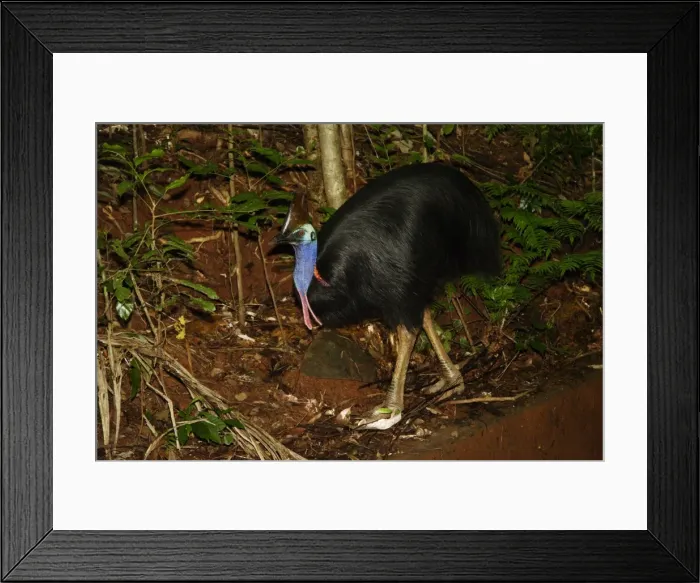 Framed Print : Southern cassowary (Casuarius casuarius) Adult male Daintree National Park, Northern Territory, Australia World Heritage Area Framed Print : Southern cassowary (Casuarius casuarius) Adult male Daintree National Park, Northern Territory, Australia World Heritage Area