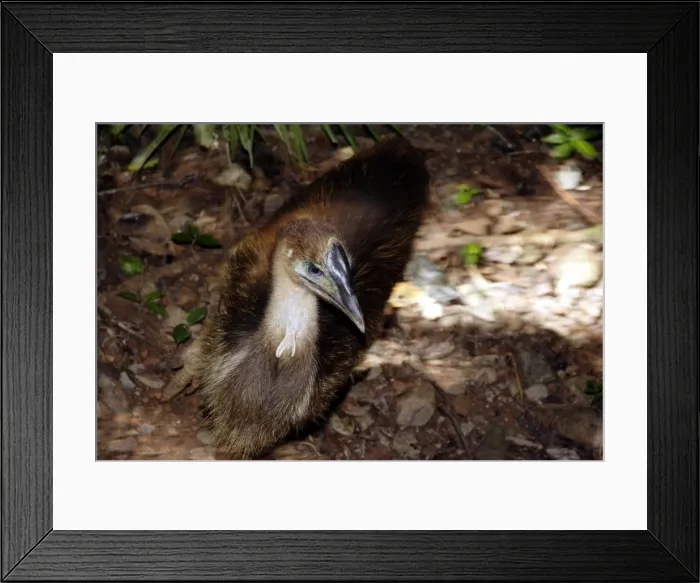 Framed Print : Southern cassowary (Casuarius casuarius) First year juvenile Daintree National Park, Northern Territory, Australia World Heritage Area Framed Print : Southern cassowary (Casuarius casuarius) First year juvenile Daintree National Park, Northern Territory, Australia World Heritage Area