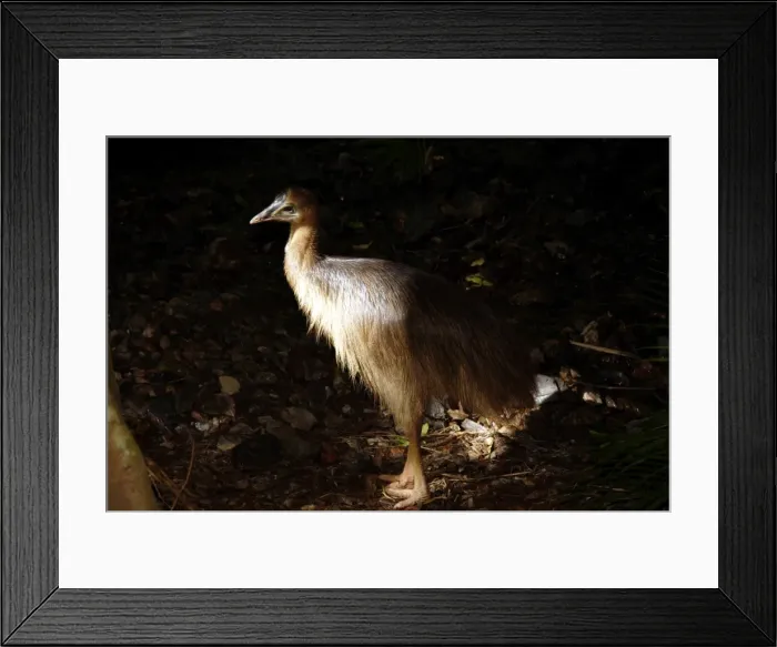 Framed Print : Southern cassowary (Casuarius casuarius) First year juvenile Daintree National Park, Northern Territory, Australia World Heritage Area Framed Print : Southern cassowary (Casuarius casuarius) First year juvenile Daintree National Park, Northern Territory, Australia World Heritage Area