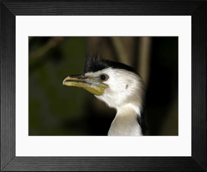 Framed Print : Little pied cormorant (Phalacrocorax melanoleucos) Port Douglas, Queensland, Australia Captive specimen Framed Print : Little pied cormorant (Phalacrocorax melanoleucos) Port Douglas, Queensland, Australia Captive specimen