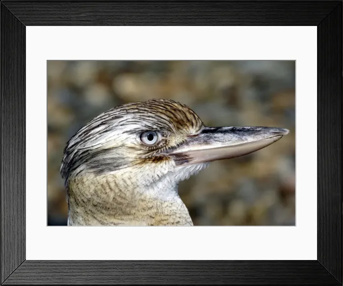 Framed Print : Blue-winged kookaburra (Dacelo leachii) Port Douglas, Queensland, Australia Captive specimen Framed Print : Blue-winged kookaburra (Dacelo leachii) Port Douglas, Queensland, Australia Captive specimen