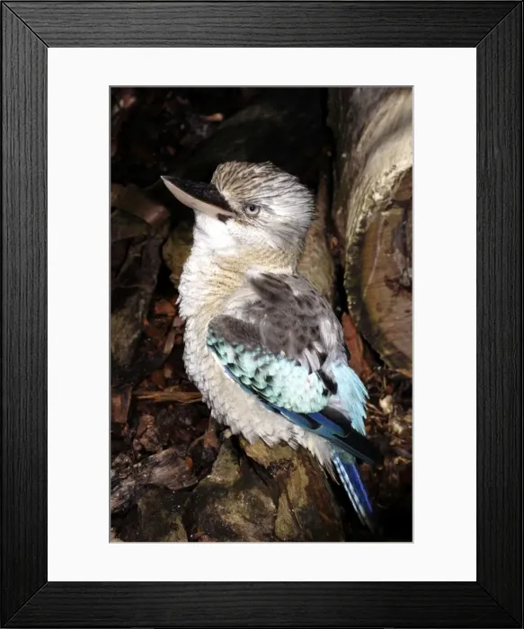 Framed Print : Blue-winged kookaburra (Dacelo leachii) Port Douglas, Queensland, Australia Captive specimen Framed Print : Blue-winged kookaburra (Dacelo leachii) Port Douglas, Queensland, Australia Captive specimen