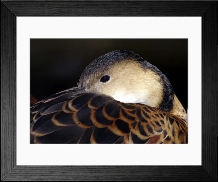 Framed Print : Wandering whistle-duck (Dendrocygna arcuata) Port Douglas, Queensland, Australia Captive specimen Framed Print : Wandering whistle-duck (Dendrocygna arcuata) Port Douglas, Queensland, Australia Captive specimen