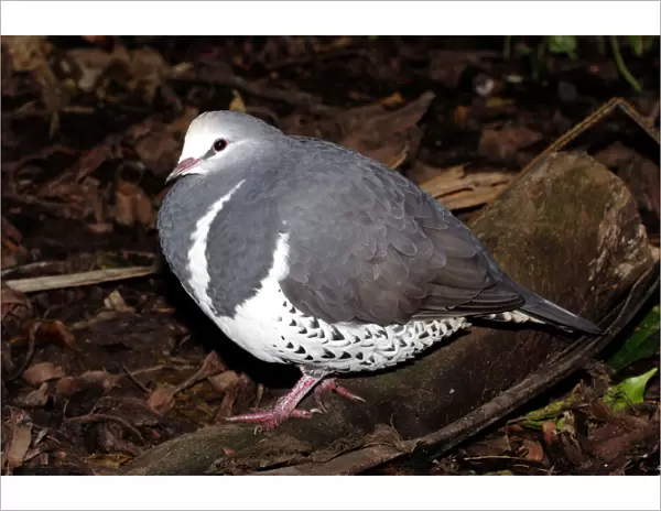 Wonga pigeon (Leucosarcia melanoleuca) Port Douglas, Queensland, Australia Captive specimen