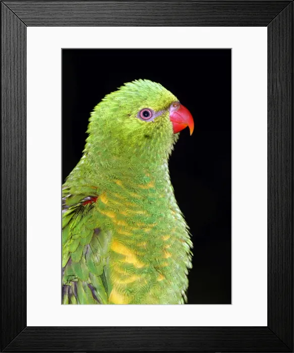 Framed Print : Scaly-breasted lorikeet (Trichoglossus chlorolepidotus) Port Douglas, Queensland, Australia Captive specimen Framed Print : Scaly-breasted lorikeet (Trichoglossus chlorolepidotus) Port Douglas, Queensland, Australia Captive specimen