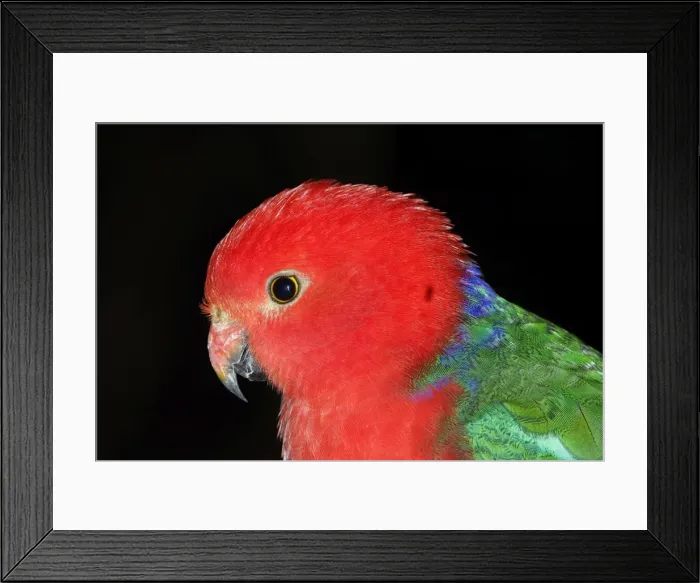 Framed Print : Australian king parrot (Alisterus scapularis) Male Port Douglas, Queensland, Australia Captive specimen