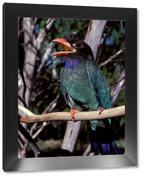 Dollarbird - migratory bird: breeds in Australia on north and east coast and hinterland, winters in lowland PNG