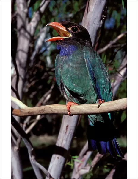 Dollarbird - migratory bird: breeds in Australia on north and east coast and hinterland, winters in lowland PNG