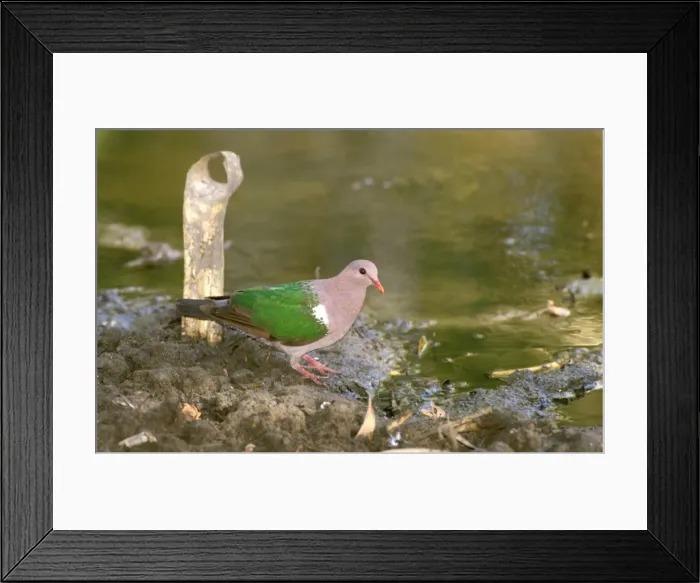 Framed Print : FWO00246. AUS-800. Emerald dove (Green-winged pigeon) Framed Print : FWO00246. AUS-800. Emerald dove (Green-winged pigeon)