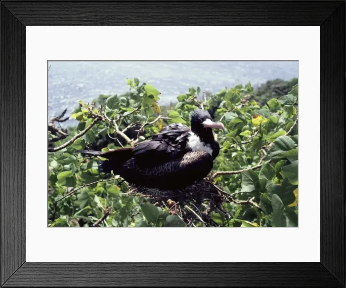 Framed Print : Christmas Island frigatebird Framed Print : Christmas Island frigatebird