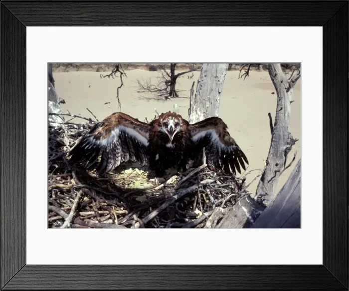 Framed Print : Wedge-tailed eagle - large chick at nest Framed Print : Wedge-tailed eagle - large chick at nest