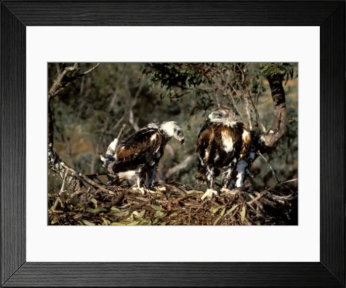Framed Print : Wedge-tailed eagle - chicks partly fledged on nest Framed Print : Wedge-tailed eagle - chicks partly fledged on nest