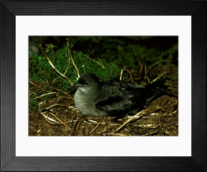 Framed Print : GRB00654. AUS-833. Short-tailed shearwater Framed Print : GRB00654. AUS-833. Short-tailed shearwater