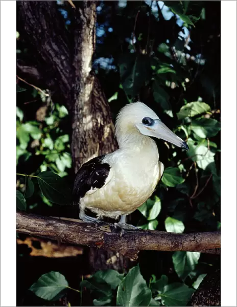Abbotts booby now breeds only on Christmas Island, Indian Ocean (Australia)
