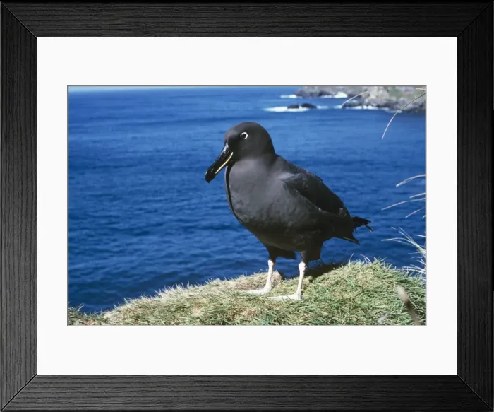 Framed Print : Sooty albatross - on cliff edge Framed Print : Sooty albatross - on cliff edge