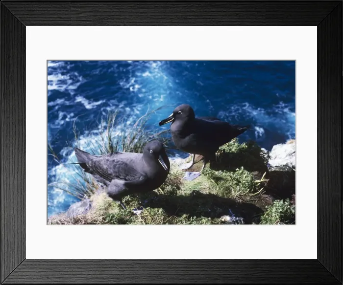 Framed Print : Sooty albatross - pair on cliff edge Framed Print : Sooty albatross - pair on cliff edge