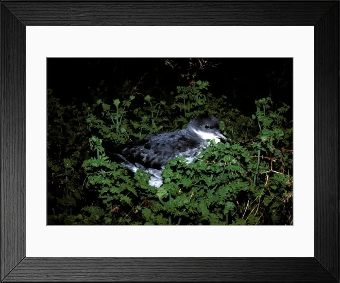 Framed Print : Little shearwater