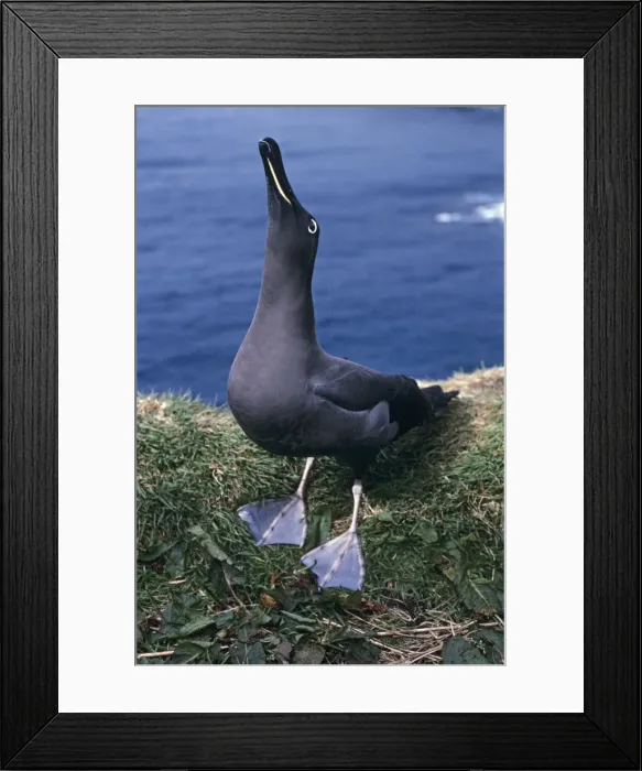Framed Print : Sooty albatross - skycalling (courtship behaviour) on cliff edge Framed Print : Sooty albatross - skycalling (courtship behaviour) on cliff edge